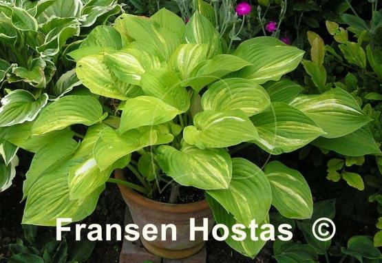 Hosta Fascination